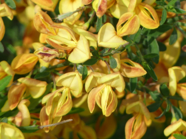 Cytisus x praecox Apricot Gem