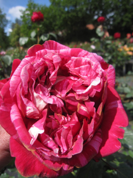 Rosa Berthe Morisot ® - Strauchrose - Duft+++ - Delbard-Rose