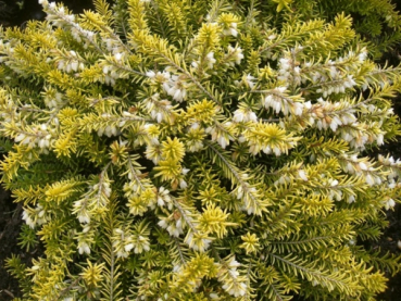 Erica carnea Golden Starlet