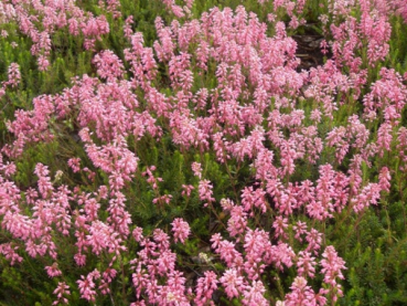 Erica spiculifolia