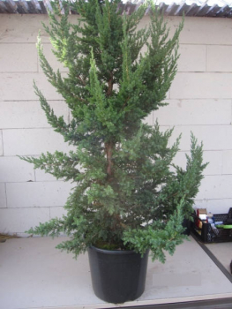 Juniperus chinensis Monarch1