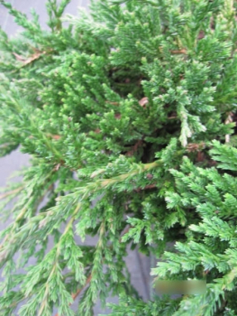 Teppichwacholder Prince of Wales - Juniperus horizontalis Prince of Wales1