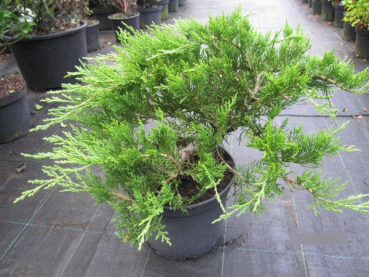 Juniperus sabina Rockery Gem1