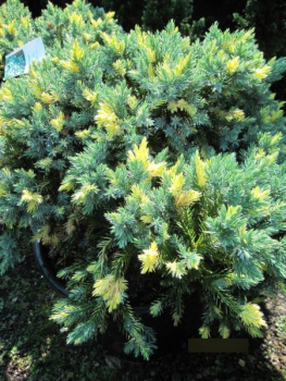 Juniperus squamata Floriant 1