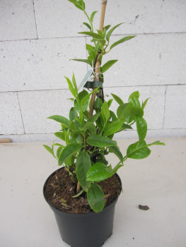 Kadsura japonica 3