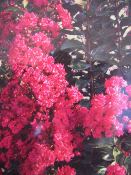 Lagerstroemia indica Pink Velour  1