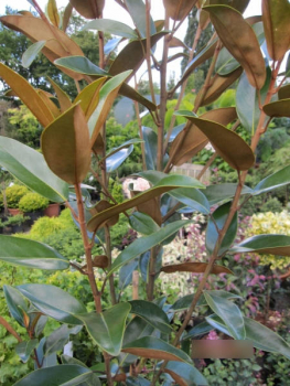 Magnolia grandiflora Alta1