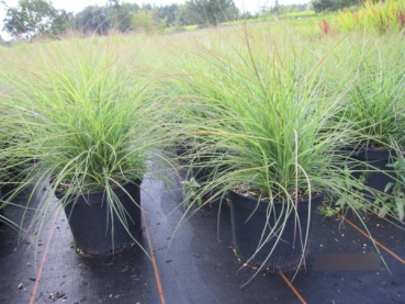 Miscanthus sinensis Cute One2