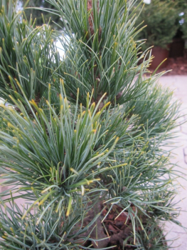 Pinus cembra Pillar1