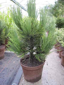 Pinus heldreichii  Den Ouden 1