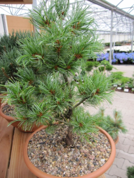 Pinus parvifl Schoons Bonsai1