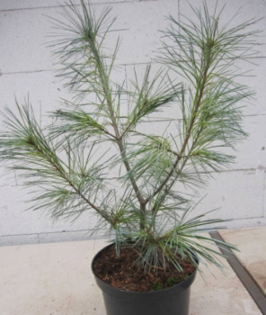 Pinus strobus Himmelblau1