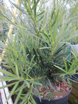 Podocarpus macrophyllus1