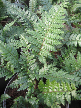 Polystichum makinoi 1