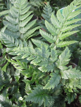 Polystichum rigens 1