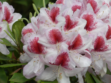 Rhododendron hybride Belami