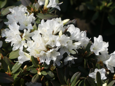 Rhododendron keiskei Crane