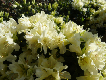 Rhododendron keiskei Patty Bee