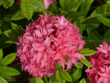 Sommergrüne Azalee Homebush - Rhododendron luteum Homebush