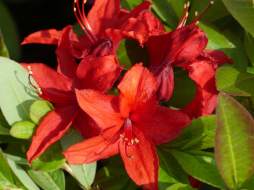 Sommergrüne Azalee Nabucco - Rhododendron luteum Nabucco