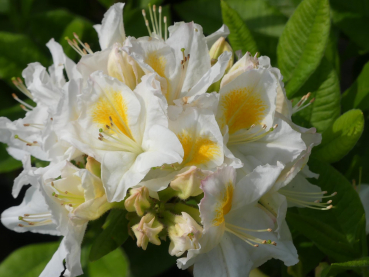 Sommergrüne Azalee Persil - Rhododendron luteum Persil