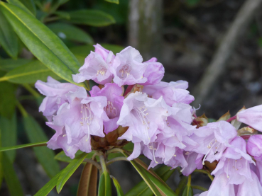 Wild Rhododendron / Alpenrose - Rhododendron metternichii var. hondoense