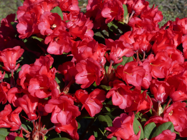 Rhododendron neriiflorum Burletta