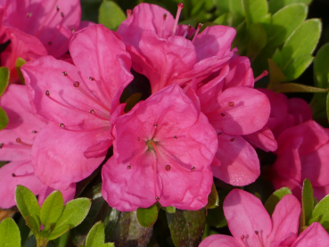 Japanische Azalee Anne Frank - Rhododendron obtusum Anne Frank