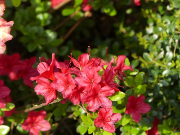 Japanische Azalee Hino-crimson - Rhododendron obtusum Hino-crimson