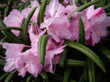 Rhododendron makinoi Fuju-kaku-no-matsu 1