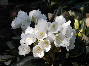Rhododendron / Alpenrose - Rhododendron pachysathum