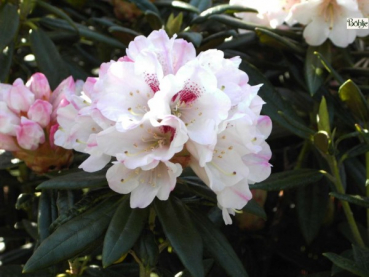 Rhododendron / Alpenrose Blewbury
