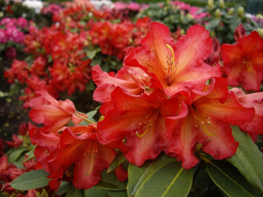 Rhododendron hybride Abraxas