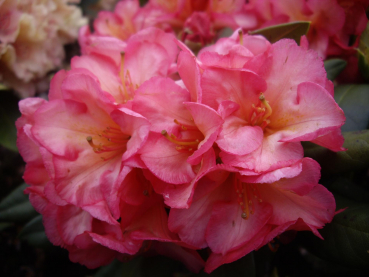 Rhododendron hybride Balalaika