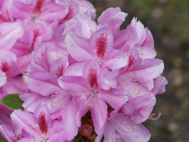 Rhododendron Hybride Furnivall's Daughter 1