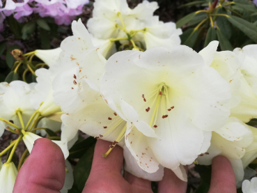 Rhododendron Hybride Yankari 1