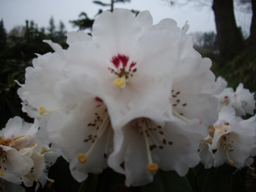 Rhododendron calophytum3