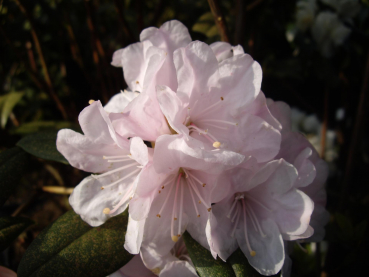 Rhododendron carolinianum Schneekoppe