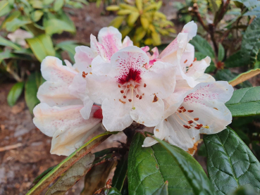 Rhododendron crinigerum 1