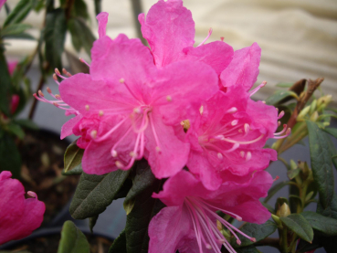 Rhododendron dauricum Boskoop Ostara