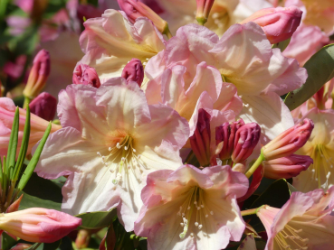 Rhododendron fortunei Hybride Yoho 1