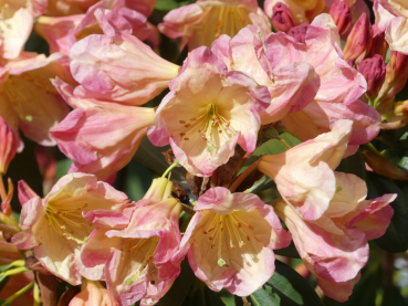 Rhododendron fortunei Hybride Zion 1