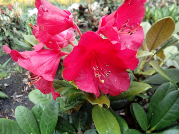 Rhododendron Crimson Pippin