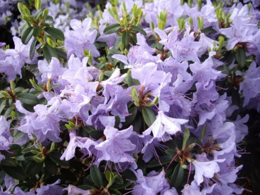 Rhododendron impeditum Blue Tit 1