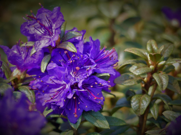 Rhododendron impeditum La Amistad 1