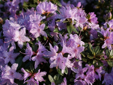 Rhododendron impeditum Moerheim 1