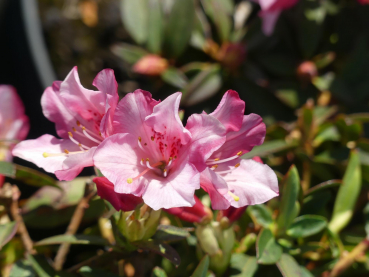Rhododendron keiskei Wee Bee