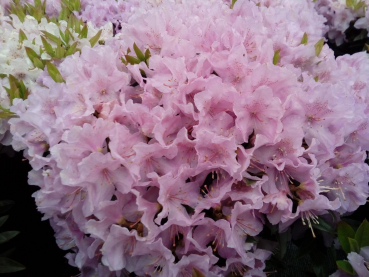 Rhododendron keleticum Robert Seleger