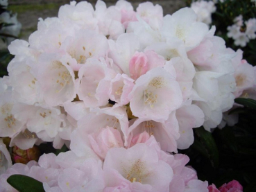 Rhododendron makinoi Makiyak