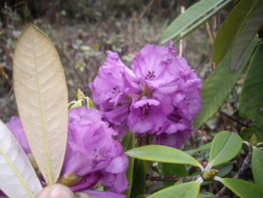 Wild Rhododendron / Alpenrose - Rhododendron niveum